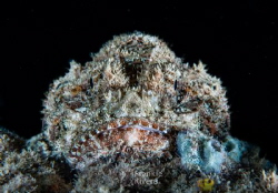 Scorpion Fish.  Relying on camouflage.
 by Frankie Rivera 
